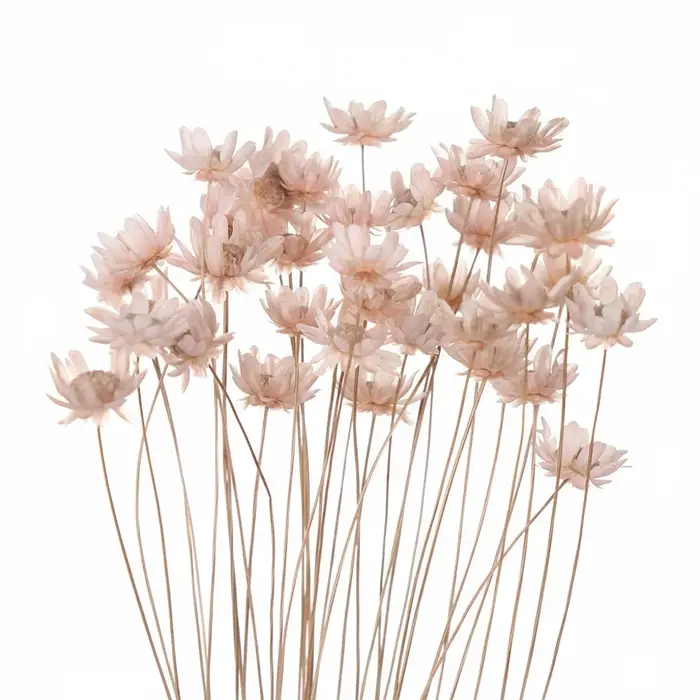 Mini bouquet de fleurs étoiles brésiliennes séchées