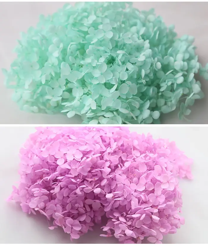 Petite feuille d'hortensia Anna éternelle conservée