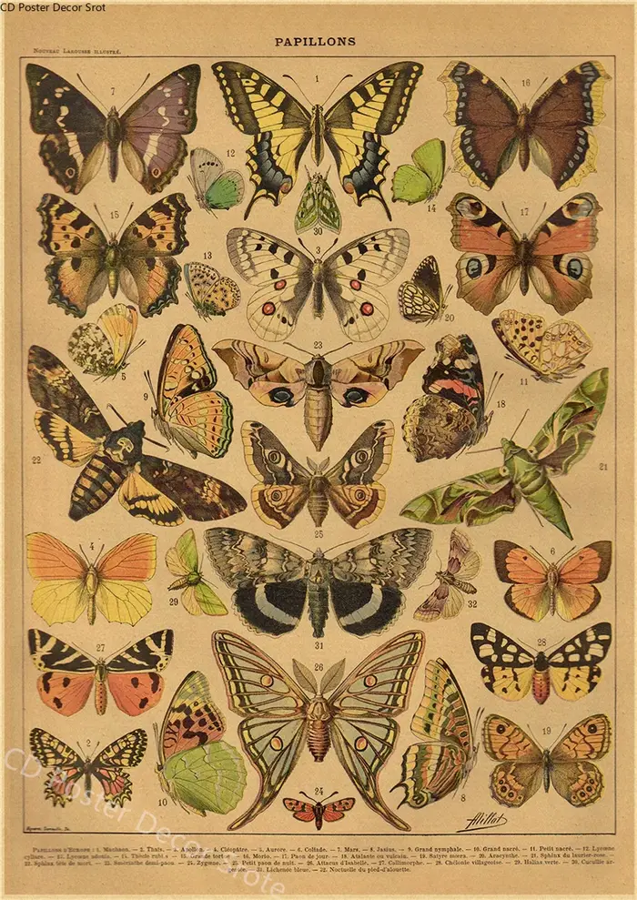 Papillon insecte fleur champignon affiche botanique éducatif papier Kraft bricolage Vintage maison chambre Bar café décor Art mur peinture
