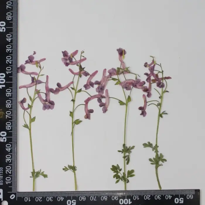 Fleurs séchées pressées de plantes sauvages naturelles pour DIY