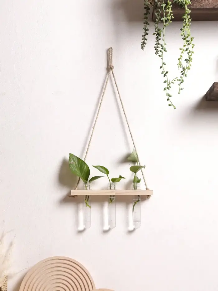 Présentoir mural de plantes à air