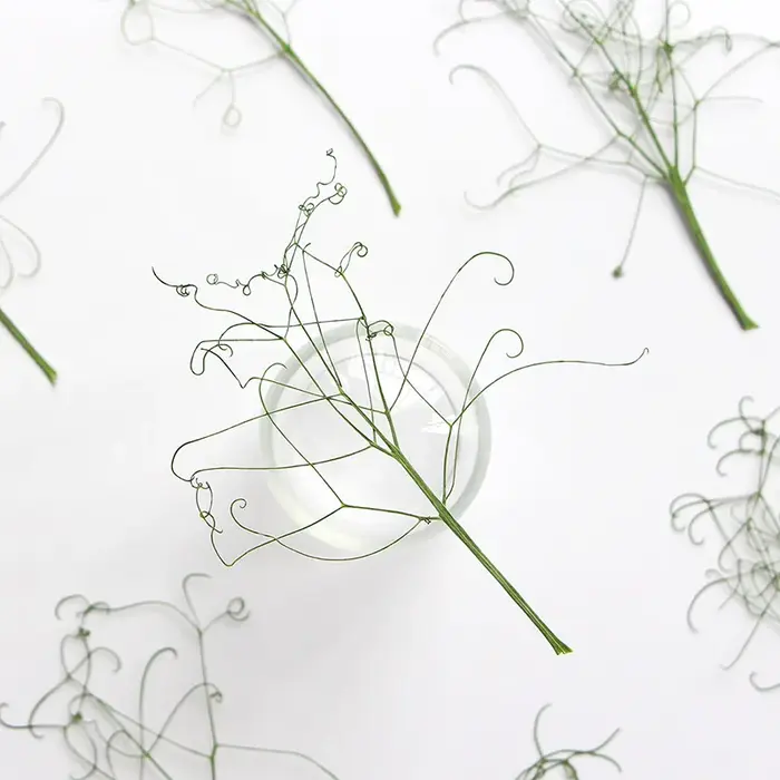 Feuilles Vertes Véritables