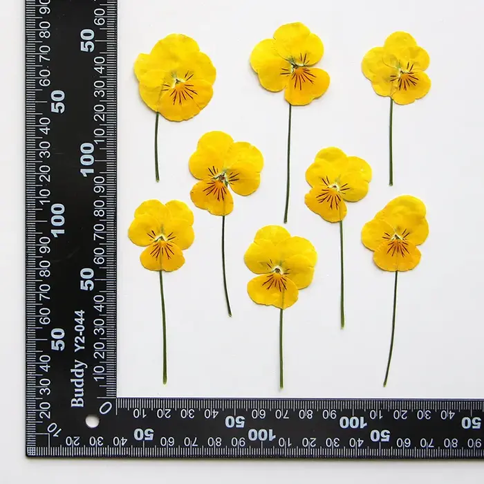 12 pièces/7-10cm, Corydalis coins jaune naturel pressé fleur sèche bricolage signet goutte à goutte 