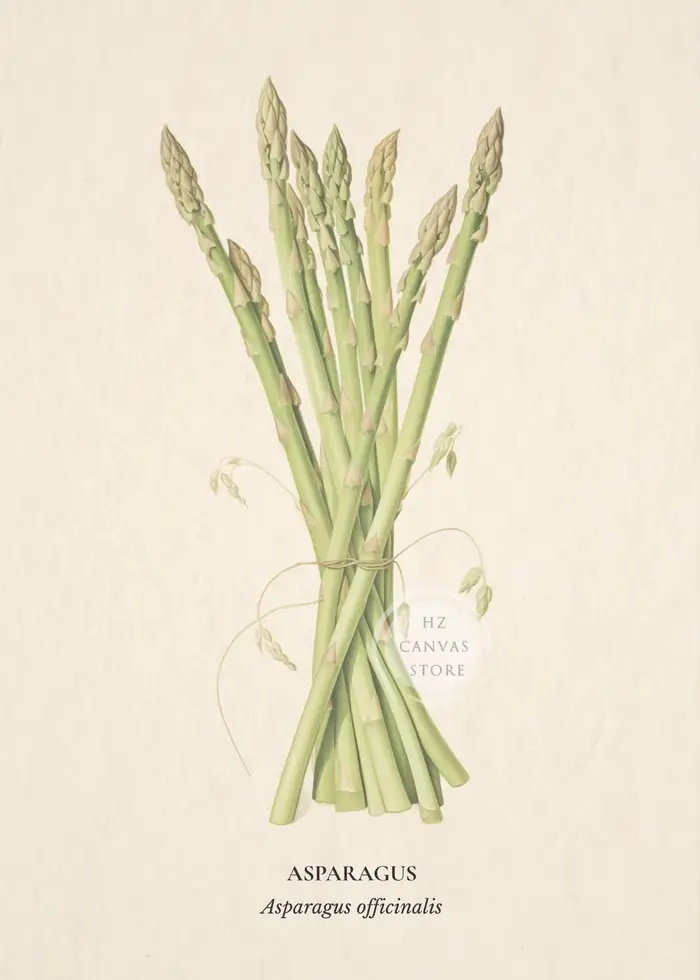 Affiche imprimée botanique, académique scientifique, Art mural, plantes comestibles, asperges, bette