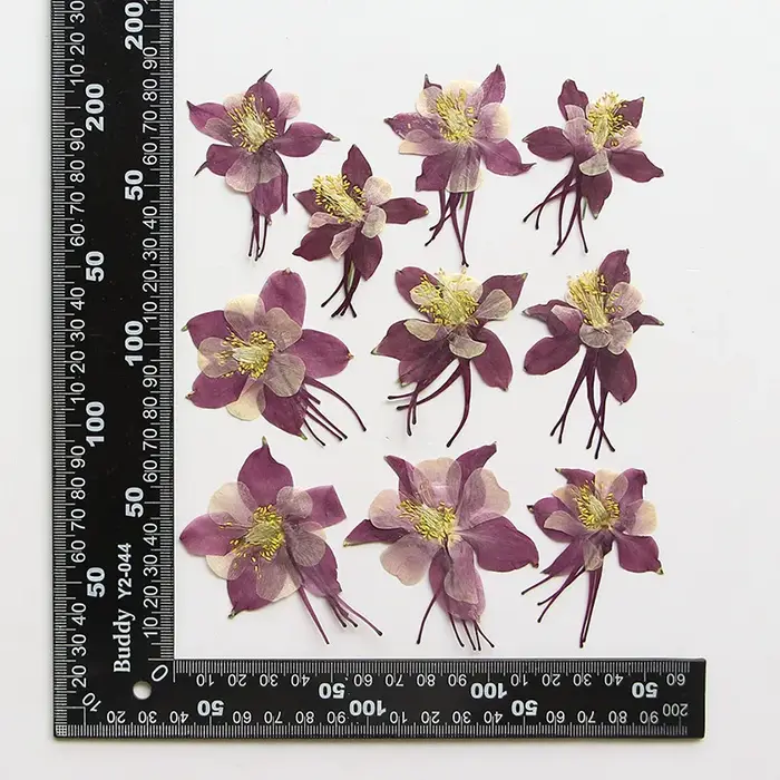 Pétales de fleurs de columbine naturelles, 3-5cm/12 pièces, fleurs séchées pressées, autocollants po