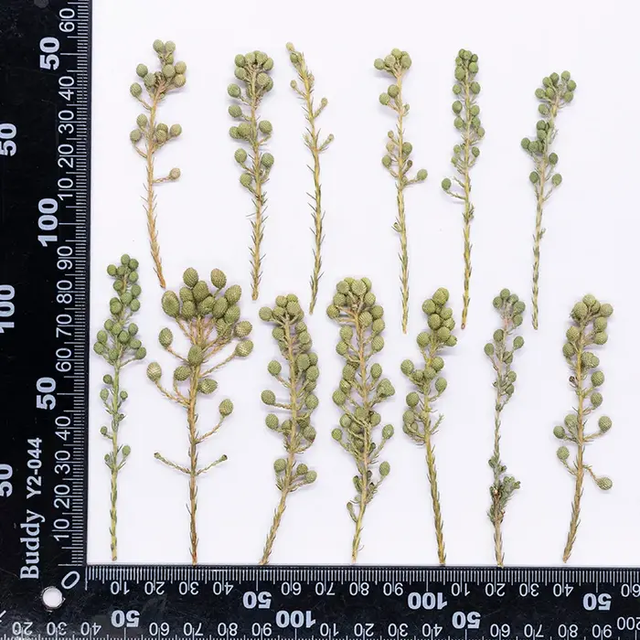 12 pièces, fleurs de corail vert naturel séchées et pressées, plantes DIY pour cadre photo, marque-p