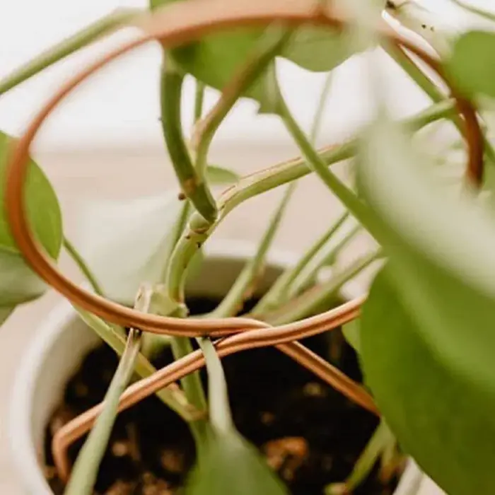 Support d'escalade pour plantes