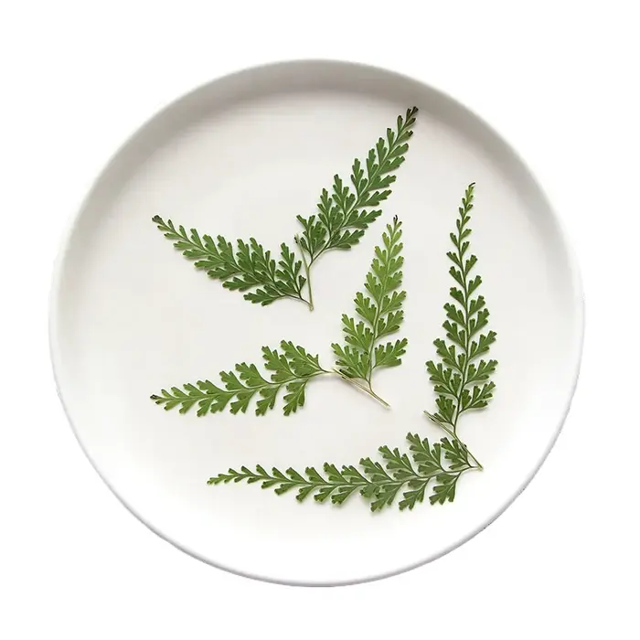 Nature PMurcia Fern Branches