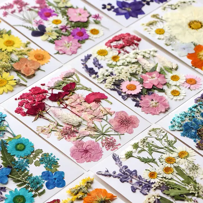 Ensemble de fleurs séchées 16-19 pièces