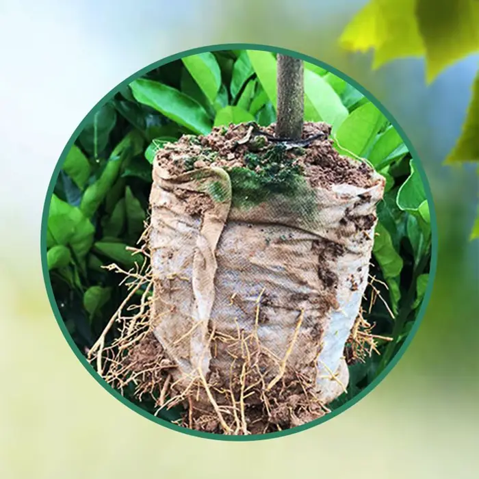 Disques de culture Soil Pods