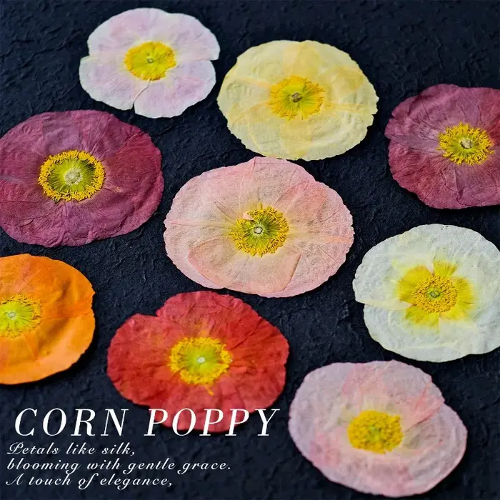 1 pièce, Fleurs de pavot de campagne naturelles séchées pressées pour DIY