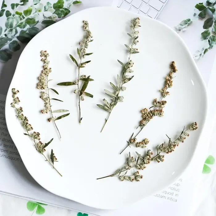 12 pièces, fleurs pressées séchées Artemisia naturelles