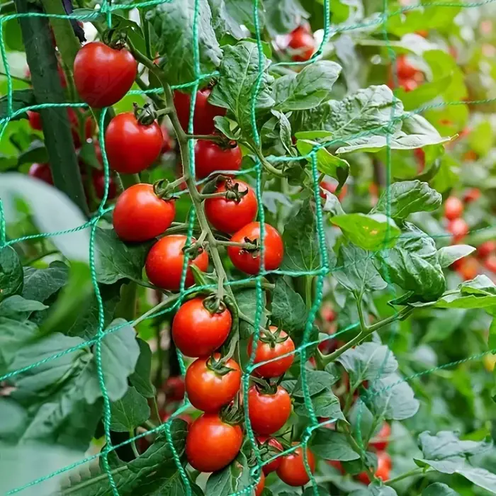 Pergolas à treillis pour plantes