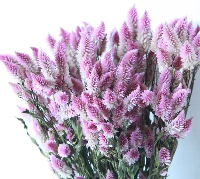 Bouquet de Fleurs vaccées Naturelles avec Queue de Phénix