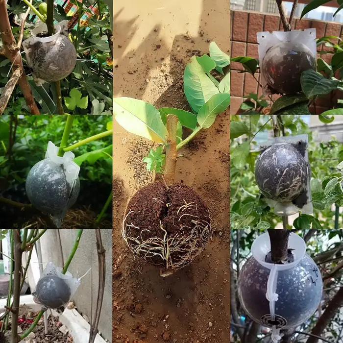 Boule d'enracinement pour plantes