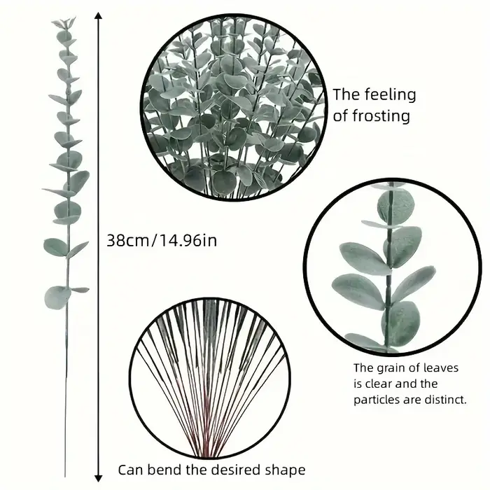 Feuilles d'eucalyptus vert foncé