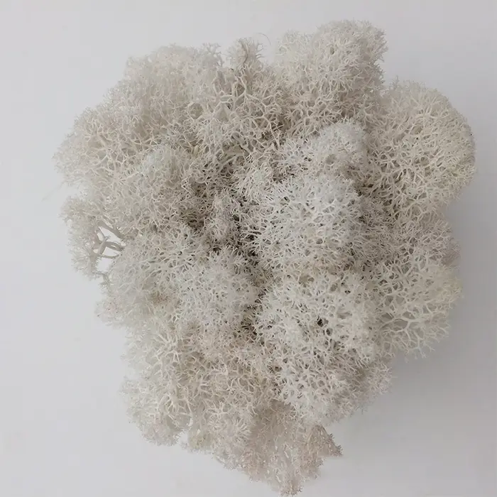 100/500/1000g pas cher HI-Q vert immortel mousse plantes d'herbe artificielle fausse fleur bricolage