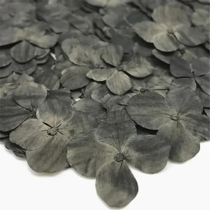 60X pressé séché absorbant hortensia Macrophylla plantes à fleurs herbier pour bijoux coque de téléphone signet carte postale Scrapbook bricolage