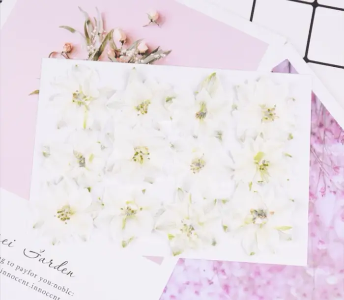 Plante de fleurs d'ajabis séchées