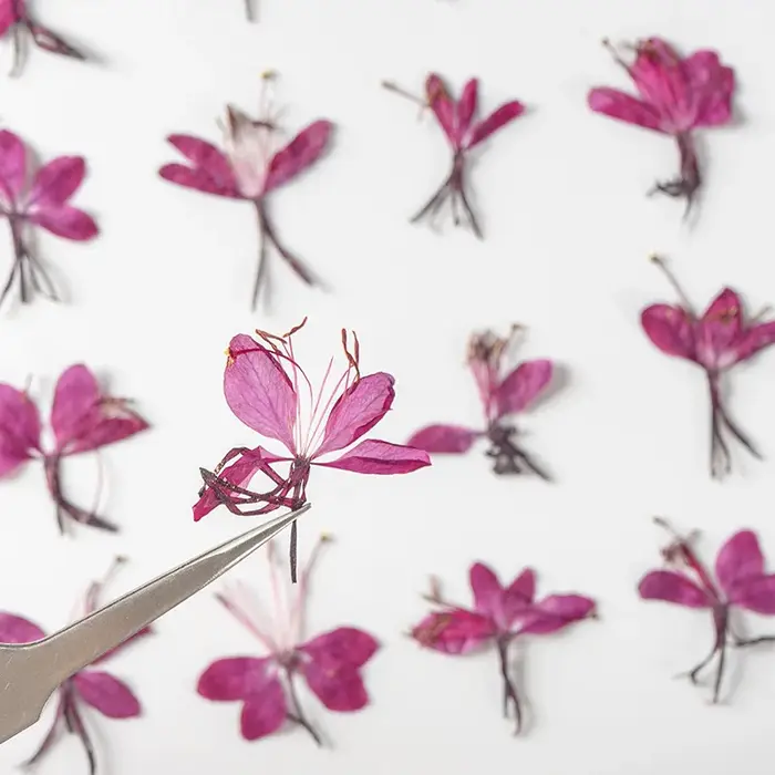 Véritables fleurs de Murcia séchées naturelles