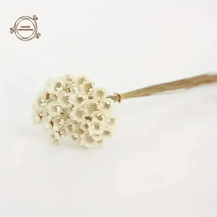 Petite étoile naturelle marguerite fleurs séchées décor de mariage