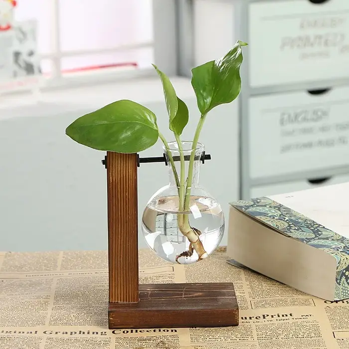 Vases de plantes hydroponiques de terrarium