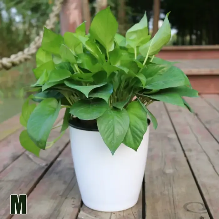 Pot de fleur paresseux, plante à arrosage automatique, planteur pour plantation de fleurs sans sol, bonsaï de table, décoration de jardin pour la maison