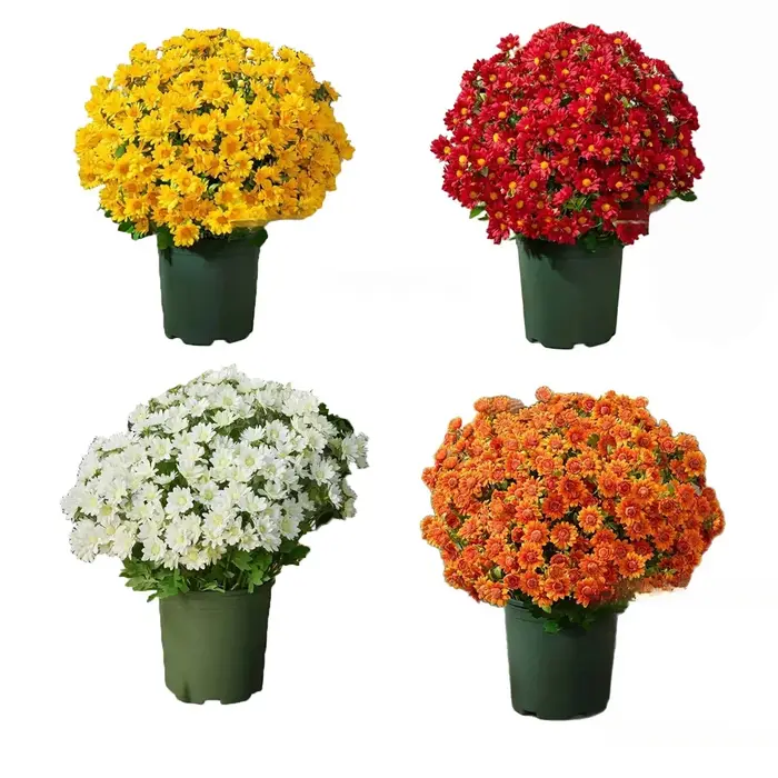 Arrangement de fleurs artificielles Chrysanthème Coucher de soleil pour balcon