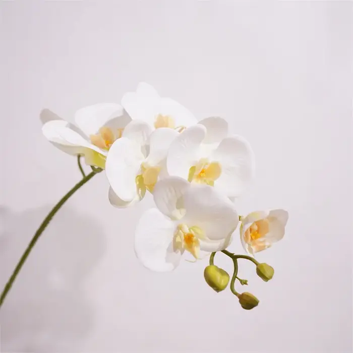 Orchidée Papillon au Toucher Réel
