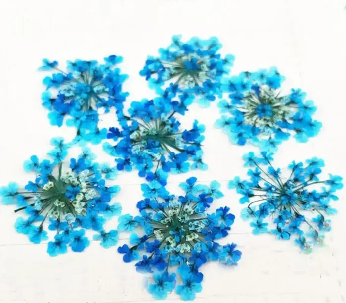 Ammi Majus – plantes à fleurs pressées et séchées, 60 pièces, herbier pour bijoux, carte postale, co