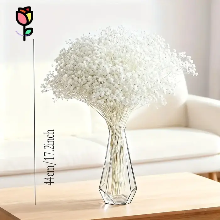 1 bouquet de fleurs séchées Gypsophile pour la décoration de mariage