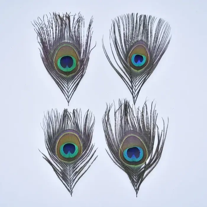 Plumes de paon naturelles pour la création de bijoux, attrape-rêves, décoration artisanale, fournitu