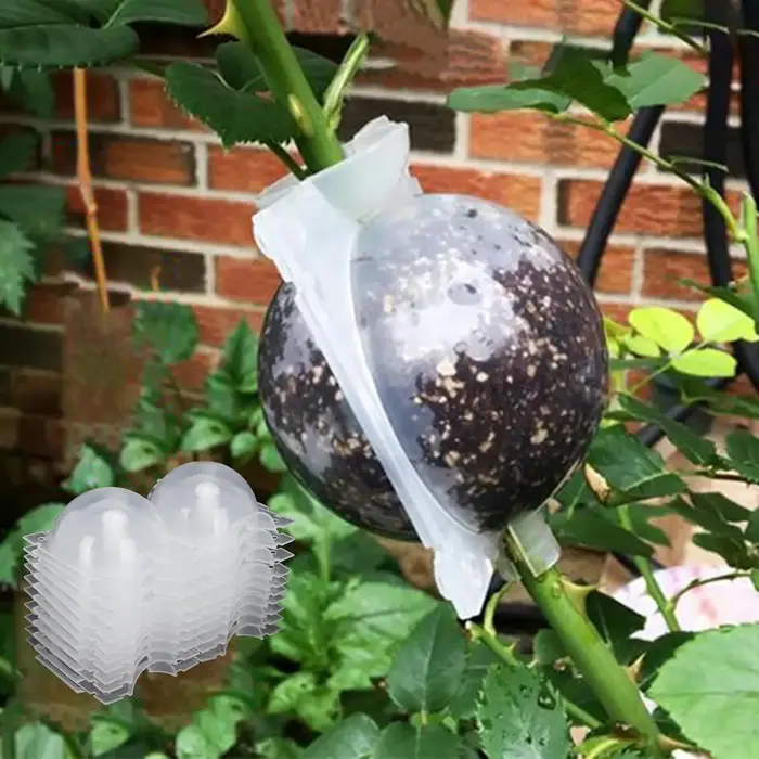 Boule de bouturage pour plantes