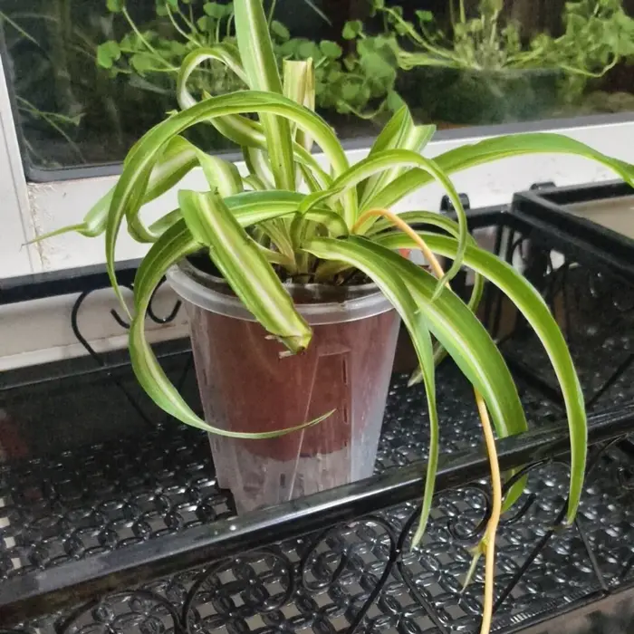 Plantes artificielles suspendues au mur