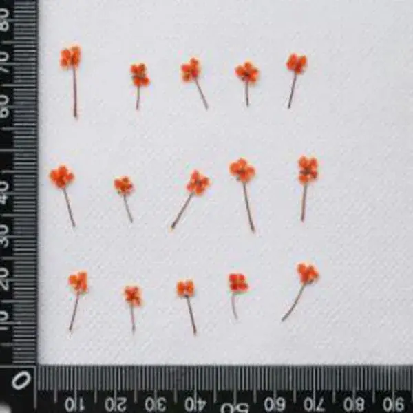 Mini plante de fleur de Lobularia Maritima séchée pressée, herbier pour bijoux, carte postale, carte