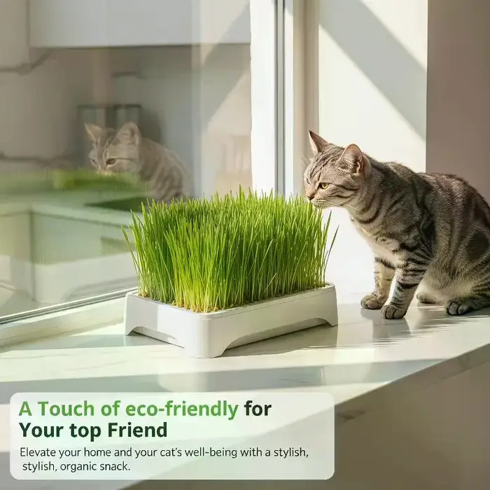 Bac de culture hydroponique pour herbe à chat, pot de semis de blé sans terre, dispositif hydroponique pour herbe pour chatons, pot de culture horticole