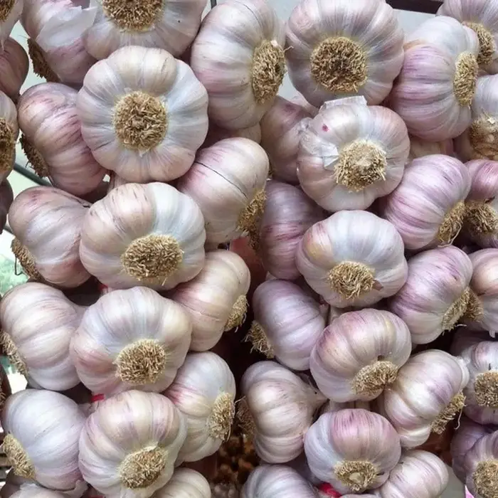 Tige d'ail et légumes, favorise l'allongation