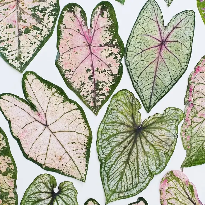 1 pièce, Feuillage de Caladium pressé véritable
