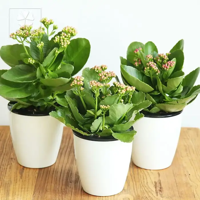 Pot de fleurs en plastique automatique pour la décoration de bureau