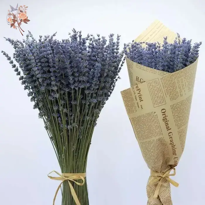 Bouquets de fleurs séchées naturelles de µpour la décoration intérieure