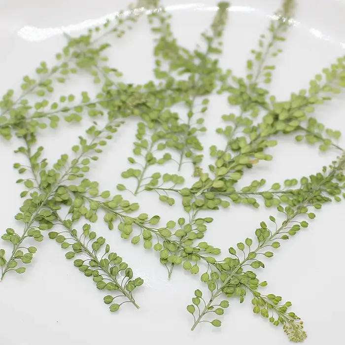 250 feuilles de Lepidium Apetalum pressées et séchées