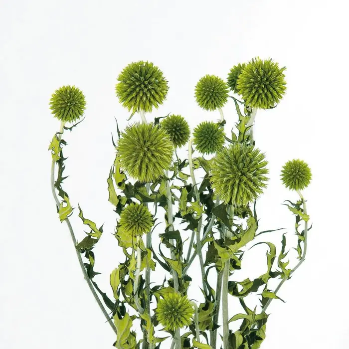 Bouquet de Fleurs vaccées Naturelles de Style Nordique