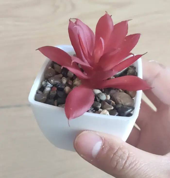 Mini Simulation succulente plante verte en pot décoration