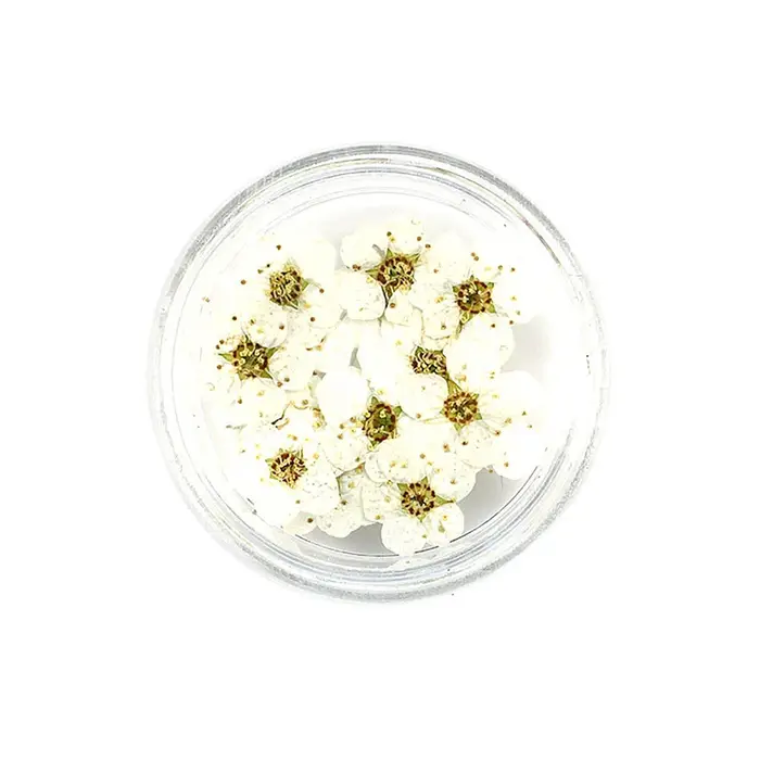 PMurcia-Fleur de prunier séchée de ovale cisse, 20 pièces/boîte, pour les élections, bijoux en résin