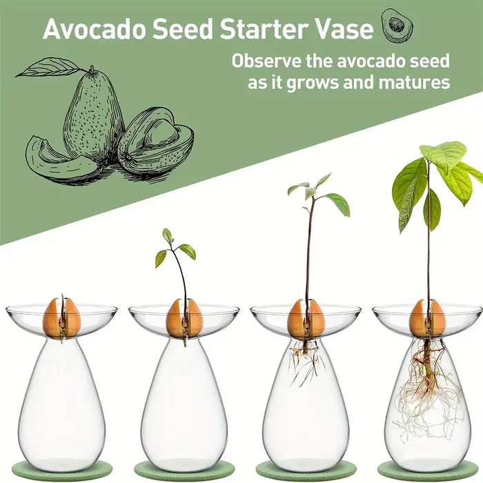 Vase de démarrage de graines d'avocat Vase de plantation d'avocat en verre transparent Bouteille hydroponique d'avocat simple et exquise pour jardinière en croissance