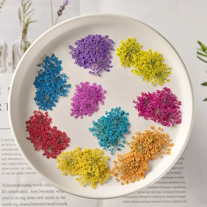 Fleur Ammi Majus séchée et pressée naturelle