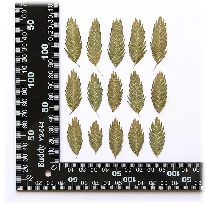 2-4Cm/24 pièces, feuilles de panthera naturelles fleur sèche en relief époxy coque de téléphone signet plante cadre Photo journal Album artisanat fournitures