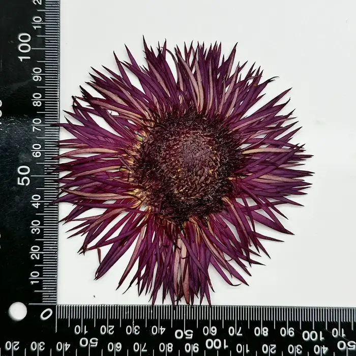 1 pièce, Kit d'artisanat de fleurs de gerbera séchées