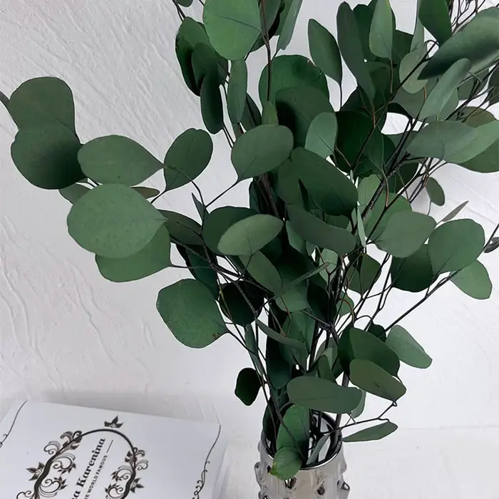 Feuilles rondes d'eucalyptus pour la décoration intérieure, vraie pomme éternelle, plante fraîche de