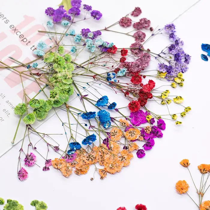 12 pièces, fleurs de gypsophile séchées et pressées teintées